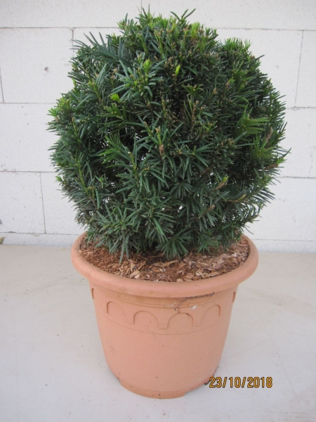 sansevieria deko Kunstpflanze Sansevieria Cylindrica ↕70cm Deko kaufen main image 0