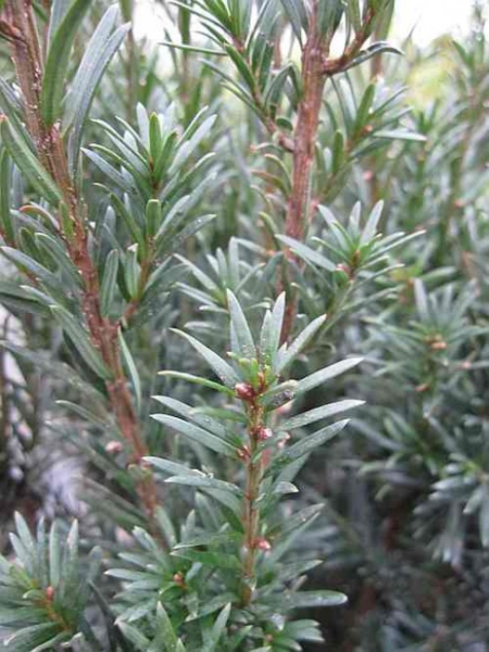 Taxus baccata Schwarzgrün -