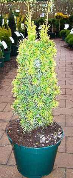 Säulen-Eibe Standishii , Taxus baccata Standishii