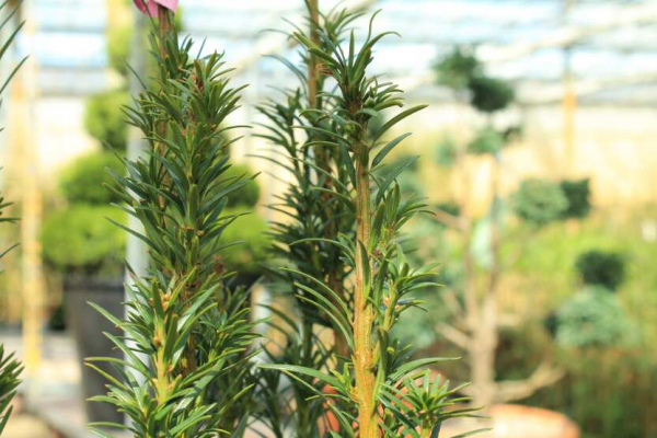 Taxus media Nixe