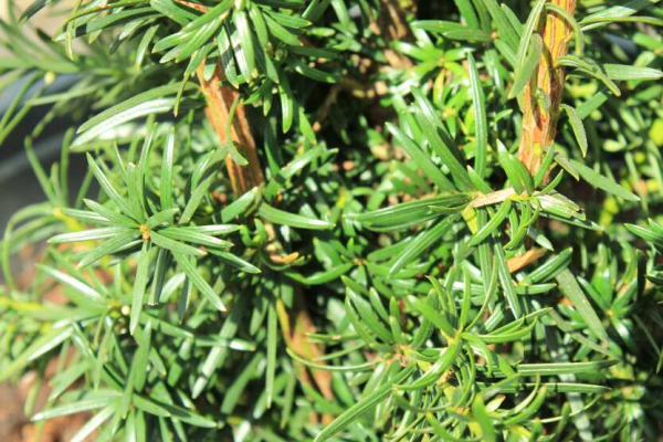 Taxus media Nixe - Säuleneibe Nixe