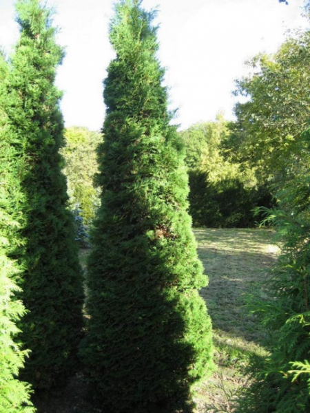 Thuja occi Smaragd - Lebensbaum - 350 - 400