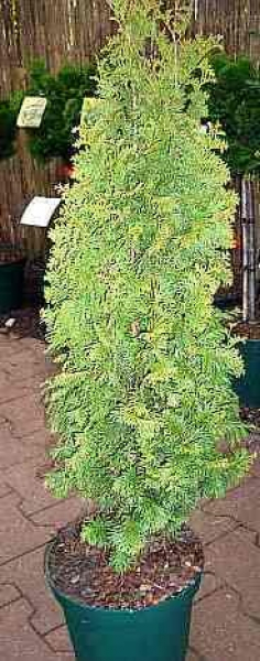 Thuja occidentalis Degroots Spire