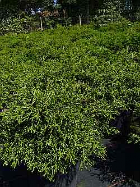 Korallenzypresse Coralliformis
