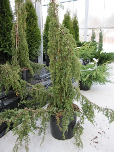 Juniperus communis Horstmann Pendula - Igel-Wacholder -  100-125