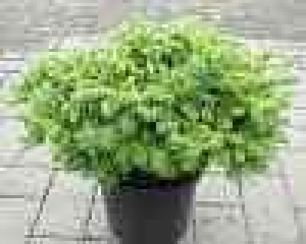 Larix kaempferi Wolterdingen  Zwerglärche Wolterdingen