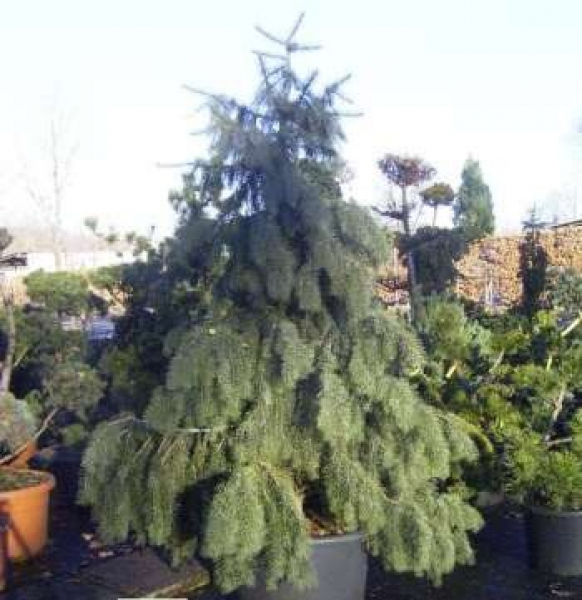 Picea breweriana - Mähnenfichte