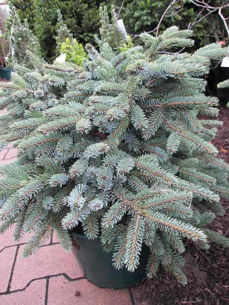 Picea mariorika Machala - Flachwachsende serbische Schwarzfichte - 30-40