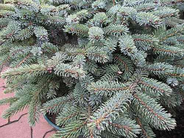 Picea mariorika Machala - Flachwachsende serbische Schwarzfichte - 30-40