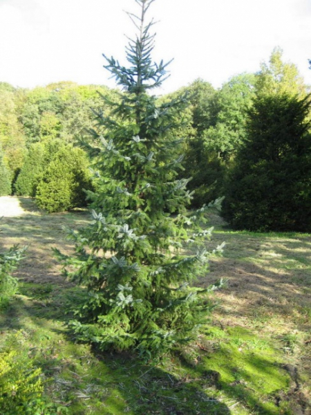 Picea omorika - Serbische Fichte - 300-350
