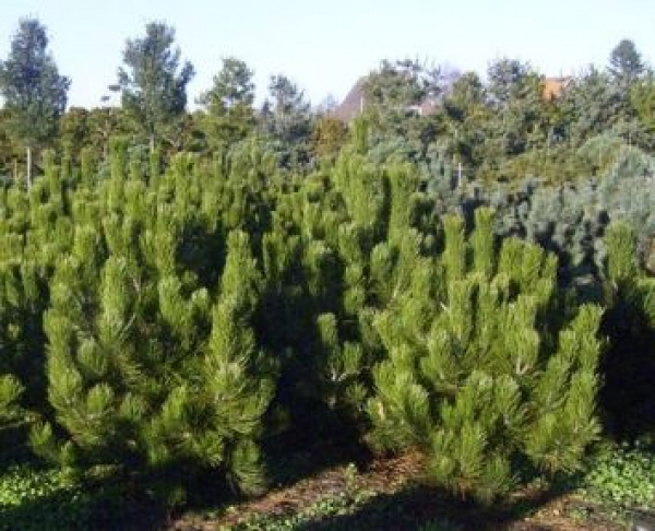 Pinus leucodermis (heldreichii) - Schlangenhautkiefer -  125-150