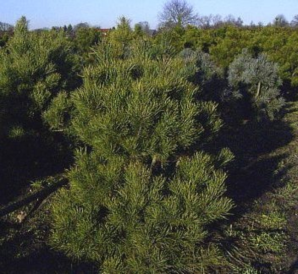 Pinus sylvestris Norske Typ - Nordische Waldkiefer -  80-100