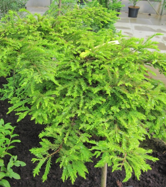 Taxodium distichum Secrest 1