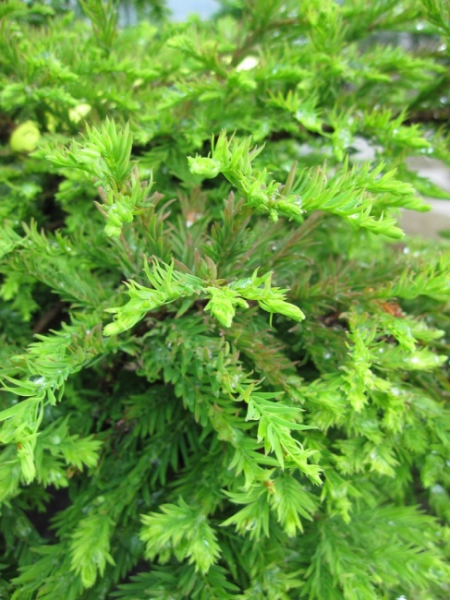 Taxodium distichum Secrest 2