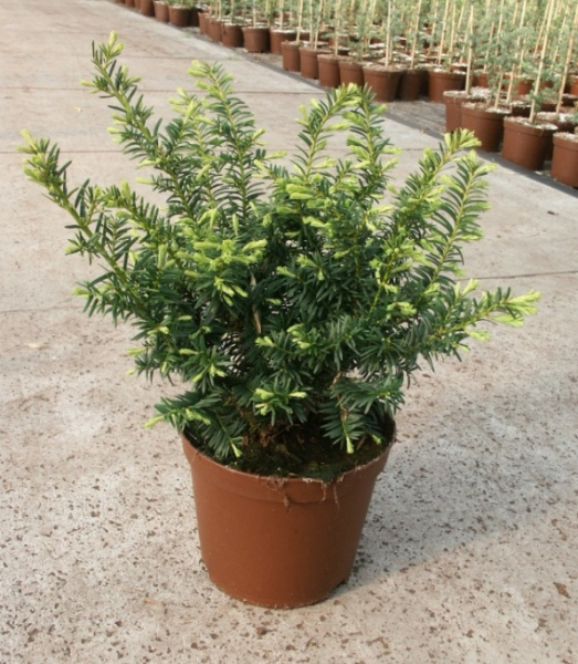 Taxus baccata Summergold 1