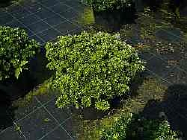 Abies koreana Brillant