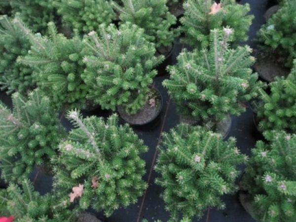 Abies koreana Verdener Dom