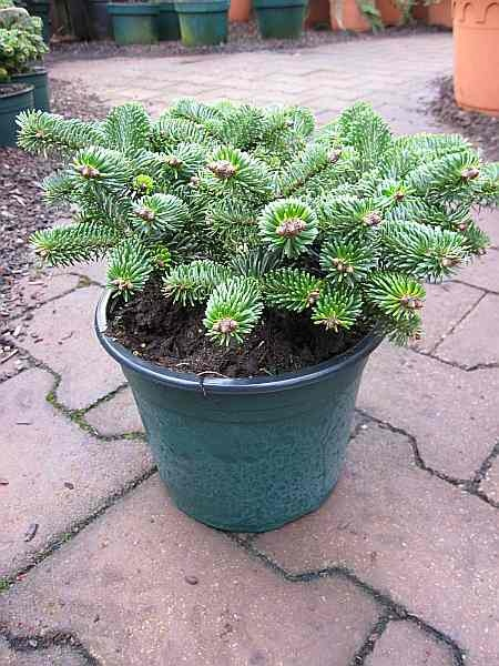 Abies nordmanniana Dorichovice
