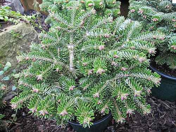 Zwerg-Nordmanntanne - Abies nordmanniana Muensterland