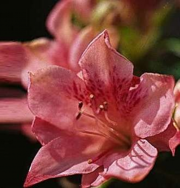 Azalee Blaauws Pink