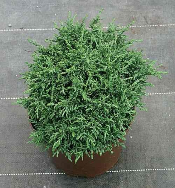 Zwergform der Gartenzypresse - Chamaecyparis lawsoniana Tharandtensis Caesia