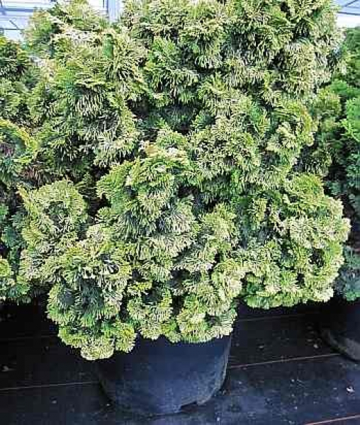 Chamaecyparis obtusa Nana Lutea