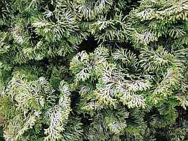 Chamaecyparis obt. Nana Lutea - Muschelzypresse