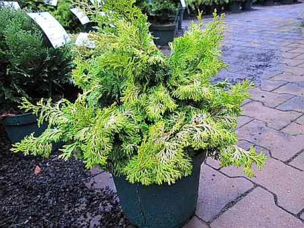 Chamaecyparis obtusa Rashahiba