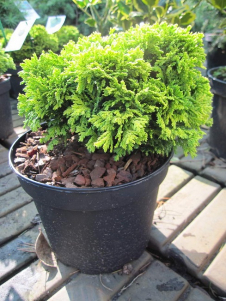 Chamaecyparis pisifera Nana Bergs