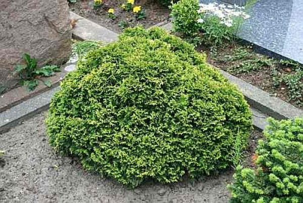 Chamaecyparis pisifera plumosa nana
