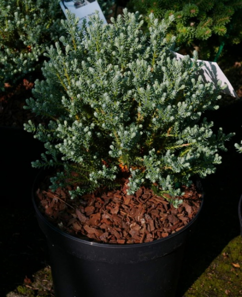 Chamaecyparis thyoides Blue Rock