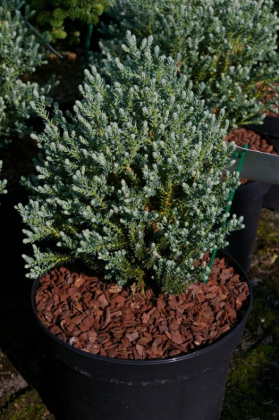 Zwergzypresse Blue Rock