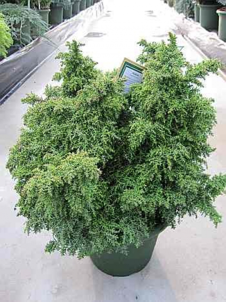 Cryptomeria japonica Yokohama