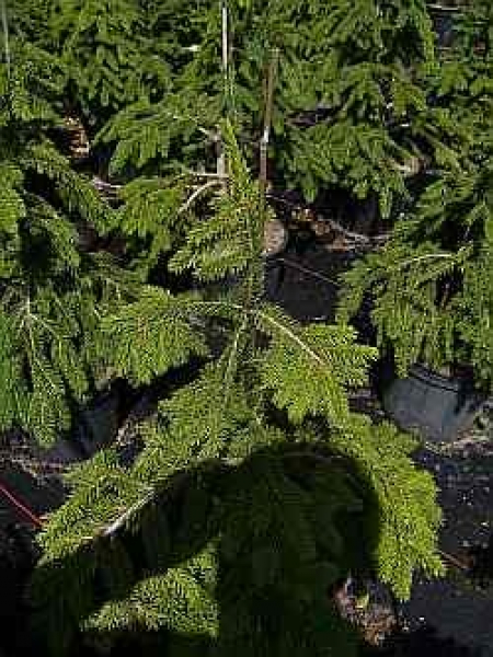 Picea abies Formanek