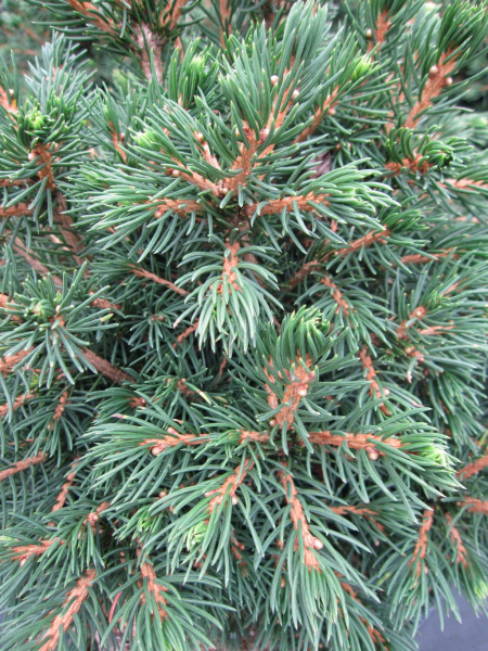 Picea abies Tompa
