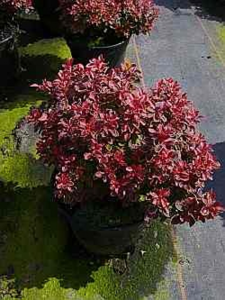 Berberis thunbergii "Admiration" (R) (20-25 cm) Rote Zwergberberitze