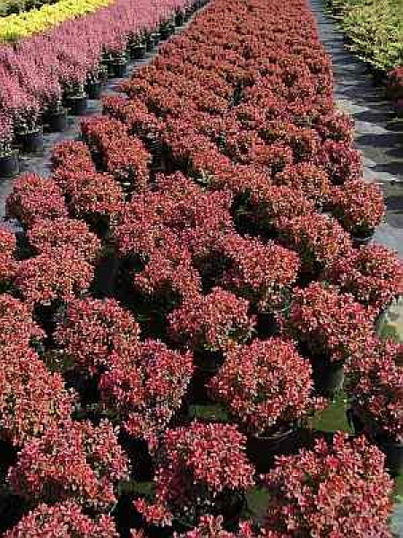 Berberis thunbergii "Admiration" (R) (20-25 cm) Rote Zwergberberitze
