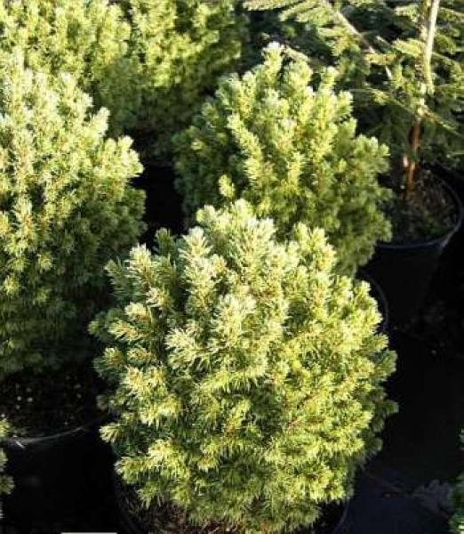 picea glauca alberta globe