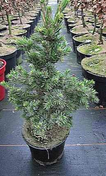 Picea omorika Wodan - Serbische Zwergfichte -  40-50