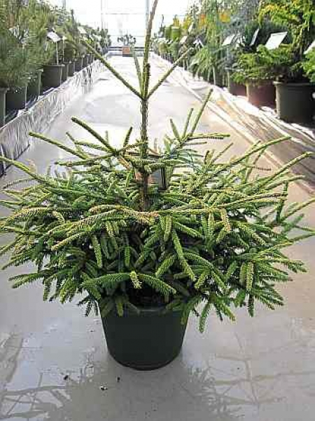 Picea orientalis  Golden Start  - Orientalische Zwergfichte -  40-50