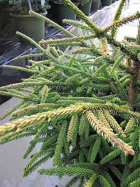 Picea orientalis  Golden Start  - Orientalische Zwergfichte -  40-50