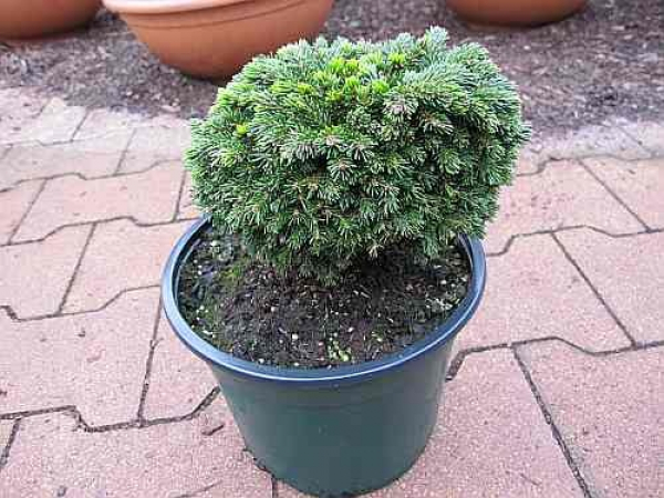 Picea orientalis Professor Langner - Kaukasische Minifichte -  15-20cm