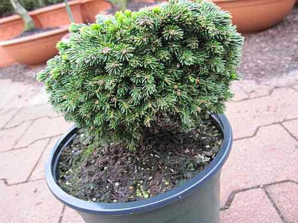Picea orientalis Professor Langner - Kaukasische Minifichte -  15-20cm