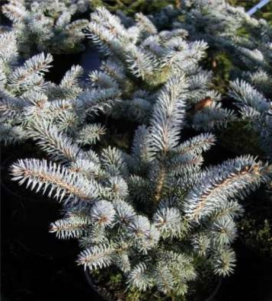 Picea pungens Glauca Globosa - Zwergblaufichte -  30-40