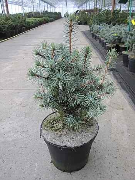 Picea pungens Mecki - Stechfichte -  30-40