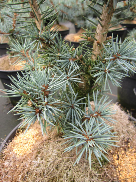Picea pungens Mecki - Stechfichte -  30-40