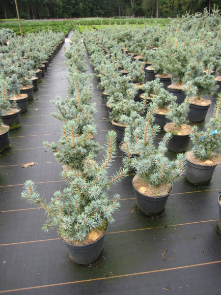 Picea pungens Mecki - Stechfichte -  30-40
