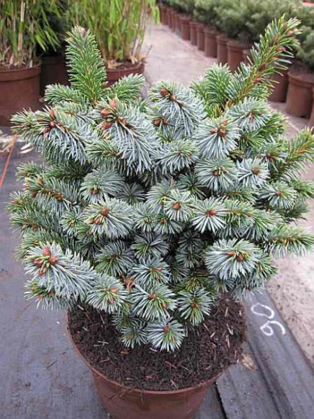 Picea sitchensis Silberzwerg - Silbrige Zwergform der Sitka-Fichte -  20-25cm