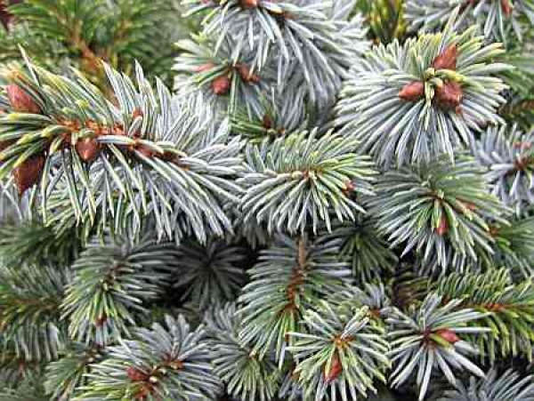 Picea sitchensis Silberzwerg - Silbrige Zwergform der Sitka-Fichte -  20-25cm