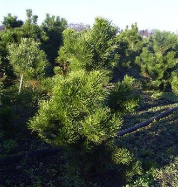 Pinus contorta Compacta - Zwergdrehkiefer -  50-60